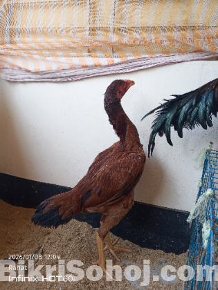 আঁচিল মুরগী ও মোরগ/ ফাইটার